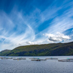 Salmon farming in Norwegian net pens.
