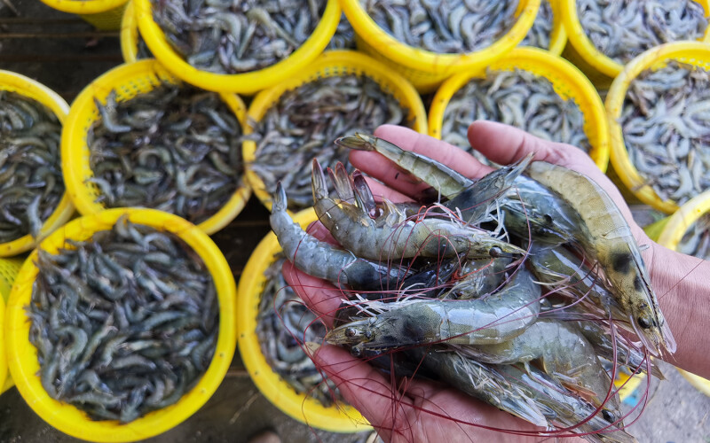 Shrimp buckets in Thailand.