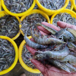 Shrimp buckets in Thailand.