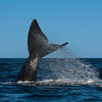 A photo of a North Atlantic right whale.