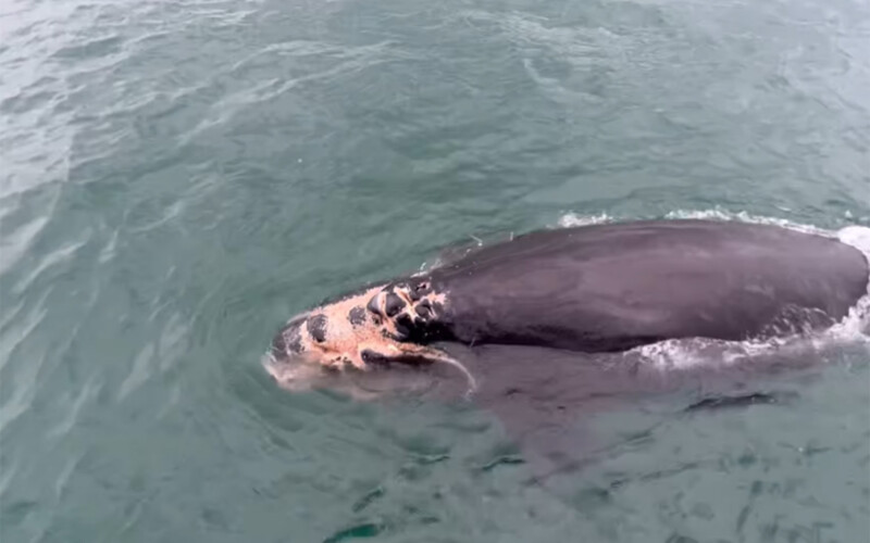 An injured right whale calf.