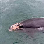 An injured right whale calf.