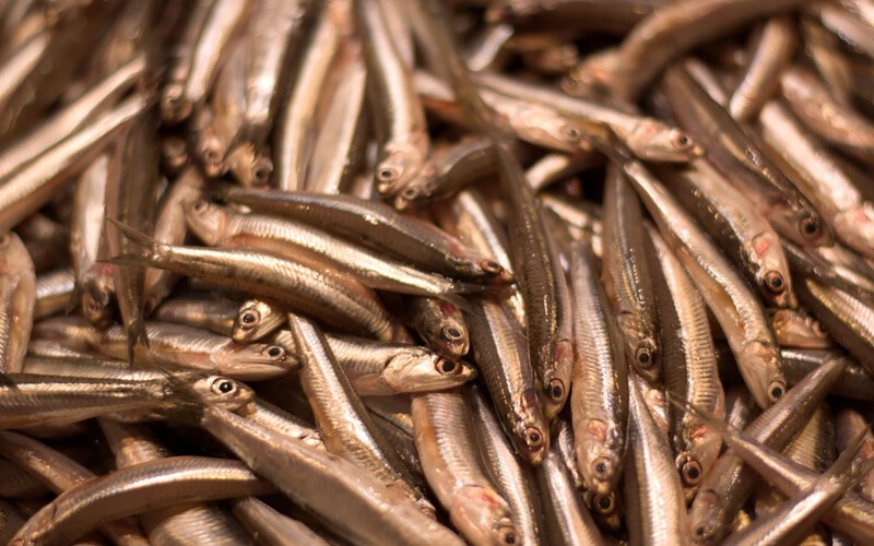 A pile of anchovies caught in the Atlantic Ocean.