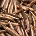 A pile of anchovies caught in the Atlantic Ocean.
