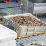 Dungeness crab being landed in Oregon.