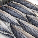 Rows of mackerel laid on ice.