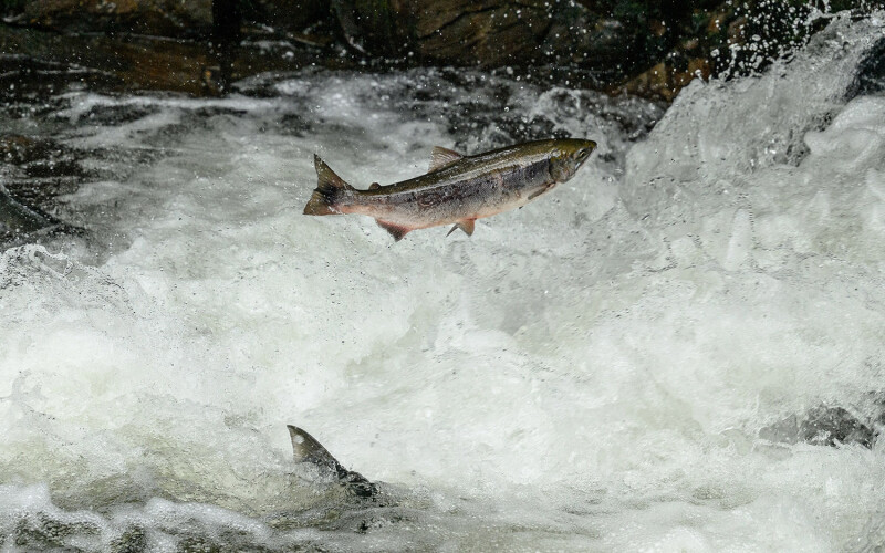 A photo of a Chinook salmon in Alaska.