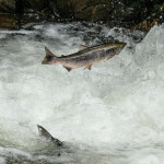 A photo of a Chinook salmon in Alaska.