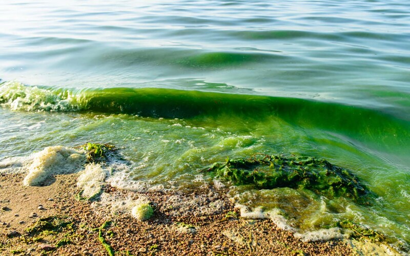 Green waves washing ashore due to algal bloom.