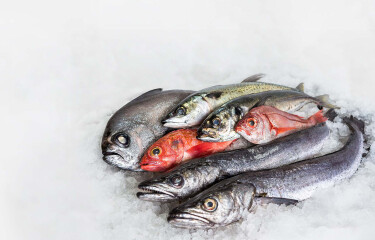 Pile of fish caught in Namibian waters.