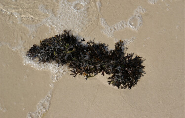 Seaweed on a beach in the Baltic Sea.