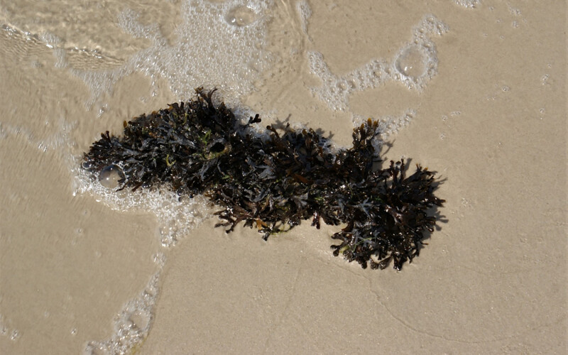Seaweed on a beach in the Baltic Sea.