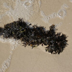 Seaweed on a beach in the Baltic Sea.