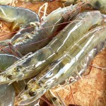 Fresh shrimp in Ecuador.