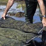 Oysters farmed in Ireland.