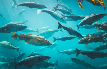 Cod in a farming pen.