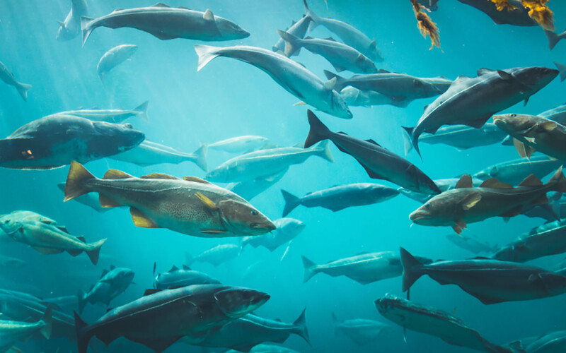 Cod in a farming pen.