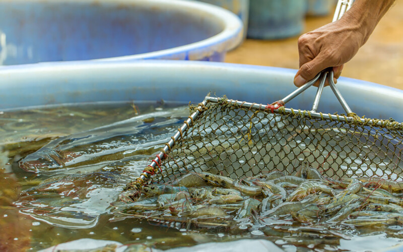 Farmer scooping shrimp.