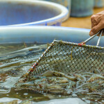 Farmer scooping shrimp.