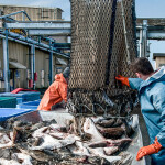 A photo of Alaska fishermen.
