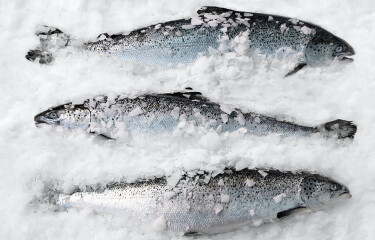 冰上的挪威三文鱼。