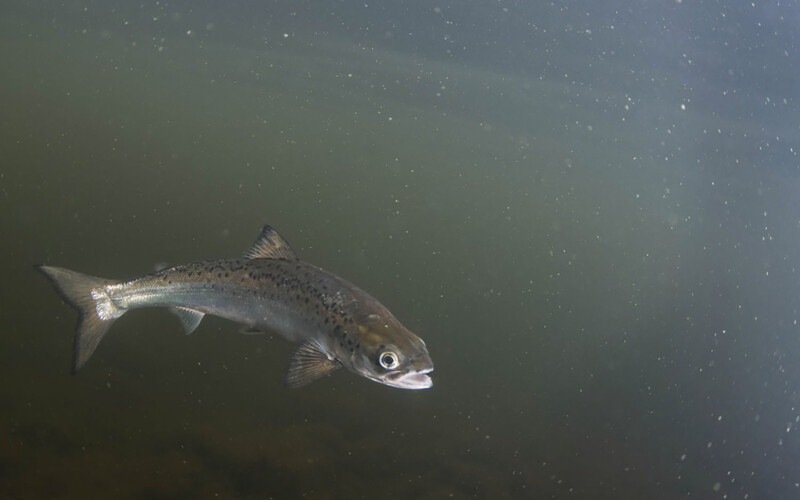 An Atlantic salmon in the smolt phase of its growth.