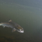 An Atlantic salmon in the smolt phase of its growth.