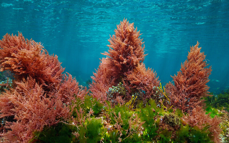 Asparagopsis seaweed.