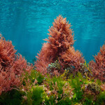 Asparagopsis seaweed.