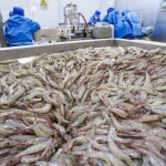 A shrimp processing operation in China