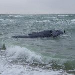 A dead North Atlantic right whale off the coast of Massachusetts