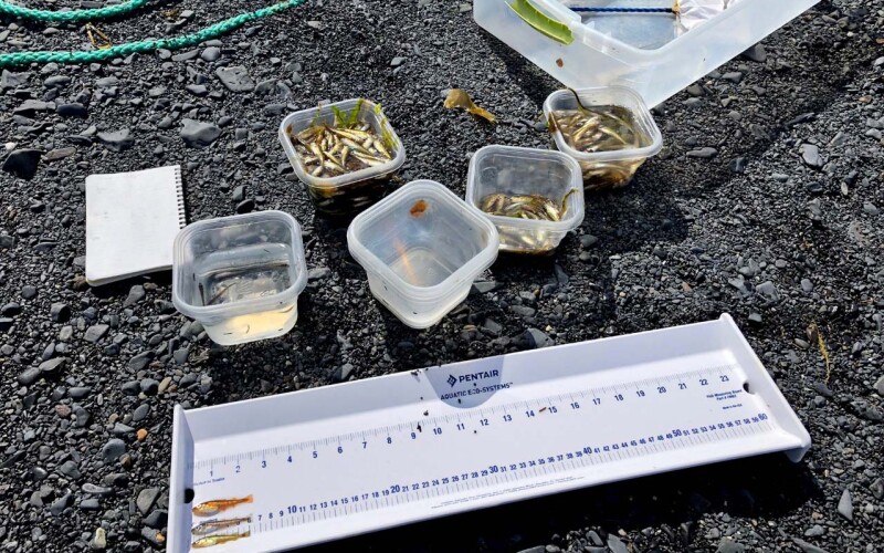 Oregon State University research measuring the growth rates of juvenile Pacific cod.