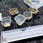 Oregon State University research measuring the growth rates of juvenile Pacific cod.