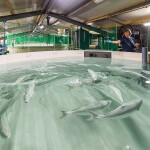 A Kingfish Company employee feeds yellowtail in one of its recirculating aquaculture system tanks