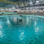 A RAS tank at Proximar's salmon recirculating aquaculture system in Japan.