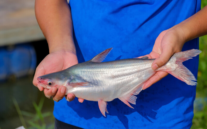 Farmed pangasius in Vietnam.