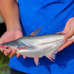 Farmed pangasius in Vietnam.