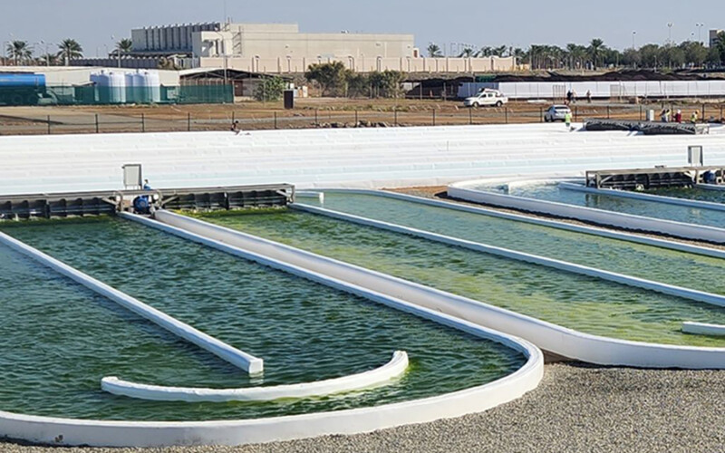 Saudi Arabia-based algae biotechnology center