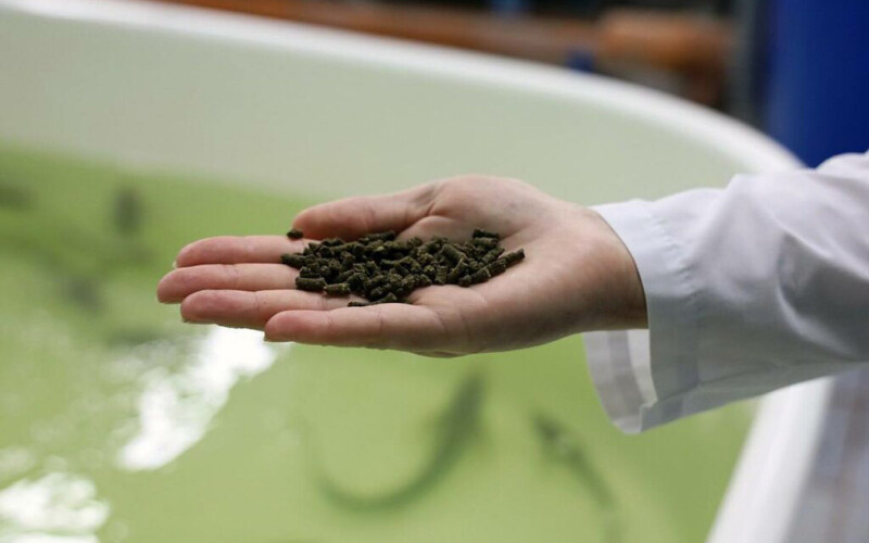 Aquafeed produced in Russia.