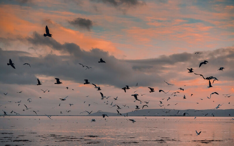 Seabirds searching for mackerel off the coast of Ireland.