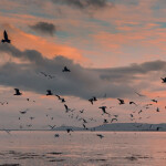 Seabirds searching for mackerel off the coast of Ireland.