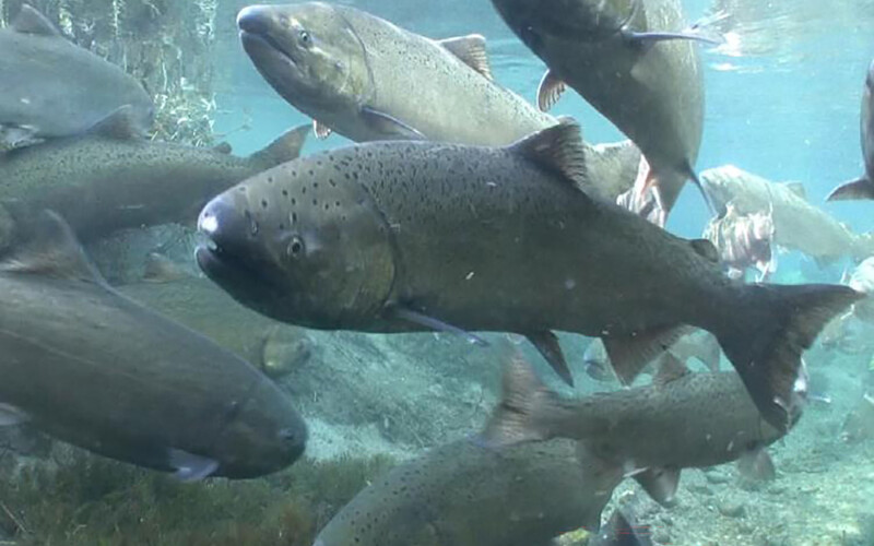 A photo of chinook salmon in California