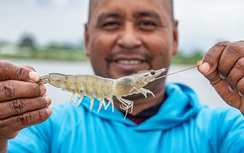 Man holding Ecuadorian shrimp.