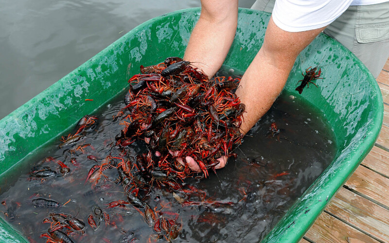 A photo of Louisiana crawfish.