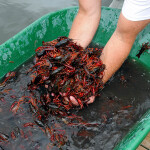 A photo of Louisiana crawfish.