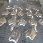 A series of undersized halibut discovered by Canadian authorities.