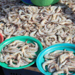 Indian shrimp