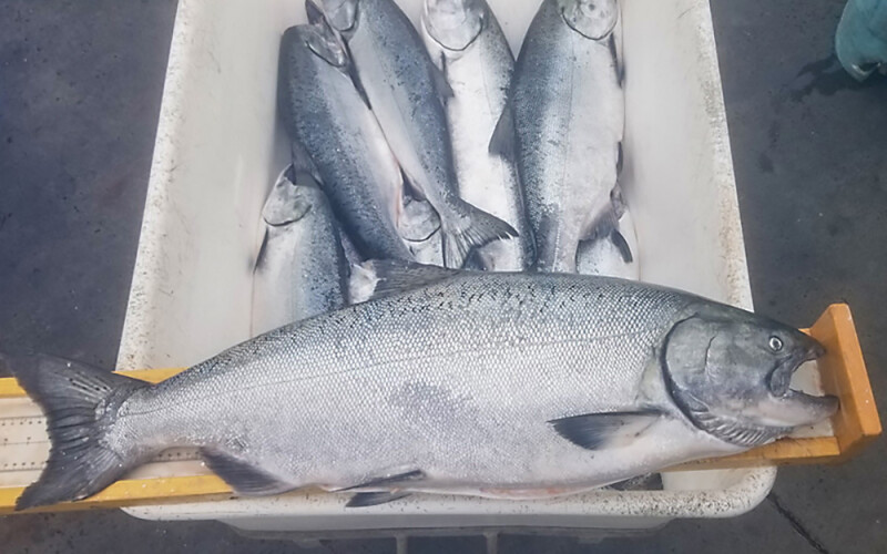 California Fish and Wildlife measuring a Chinook salmon.
