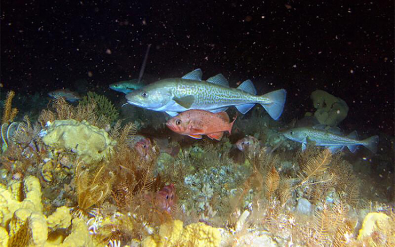 A photo of fish in the northern Bering Sea.