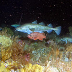 A photo of fish in the northern Bering Sea.